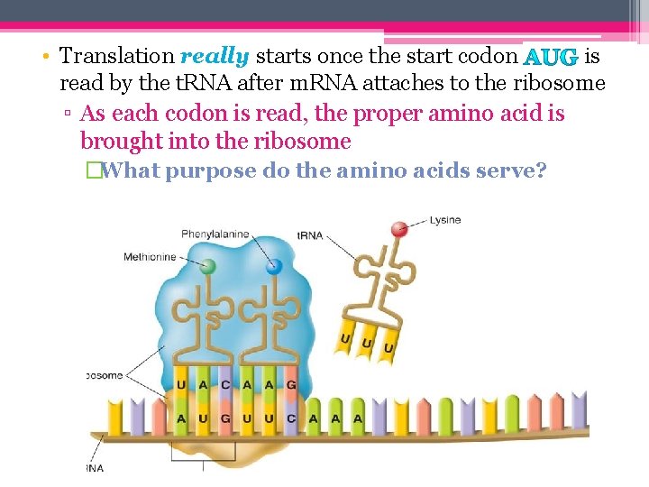  • Translation really starts once the start codon is read by the t.