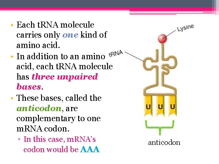  • Each t. RNA molecule carries only one kind of amino acid. •