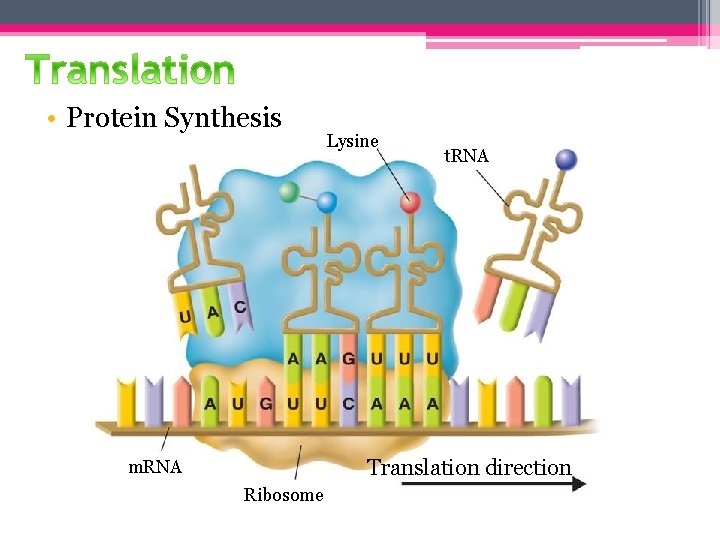  • Protein Synthesis Lysine t. RNA Translation direction m. RNA Ribosome 