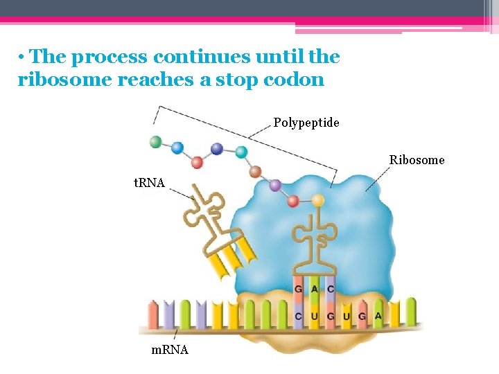  • The process continues until the ribosome reaches a stop codon Polypeptide Ribosome