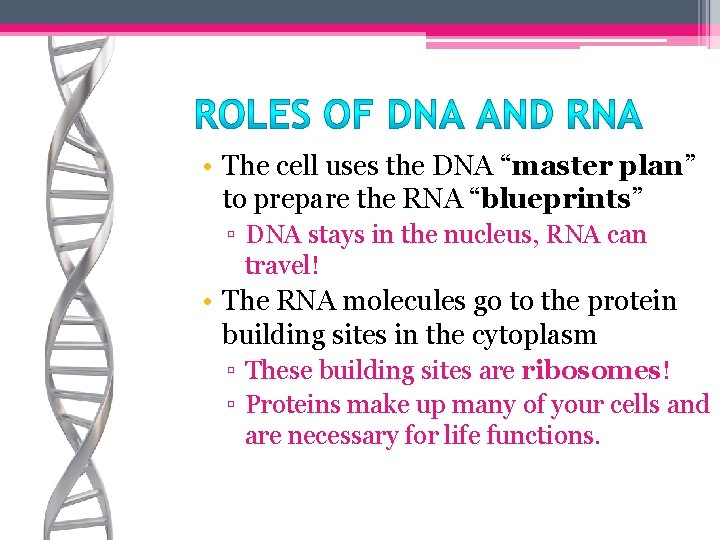  • The cell uses the DNA “master plan” to prepare the RNA “blueprints”