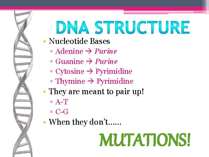  • Nucleotide Bases ▫ ▫ Adenine Purine Guanine Purine Cytosine Pyrimidine Thymine Pyrimidine