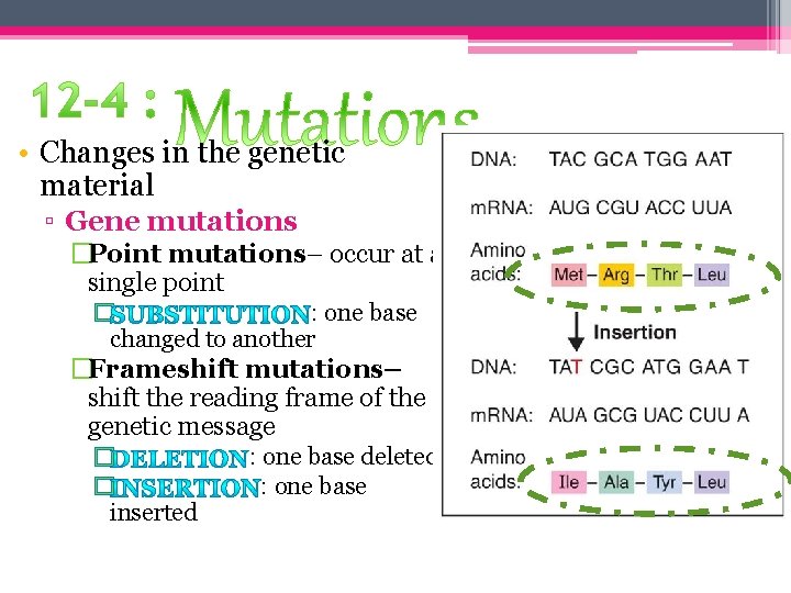  • Changes in the genetic material ▫ Gene mutations �Point mutations– occur at