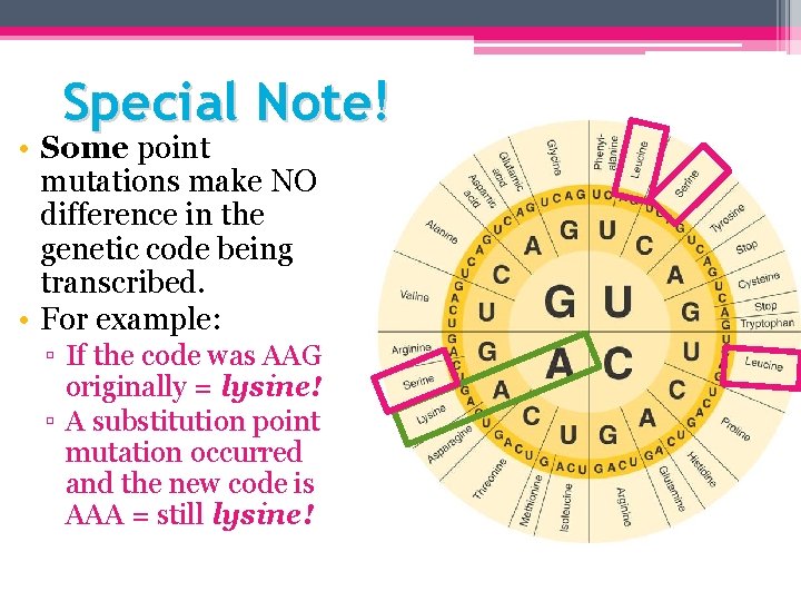 Special Note! • Some point mutations make NO difference in the genetic code being