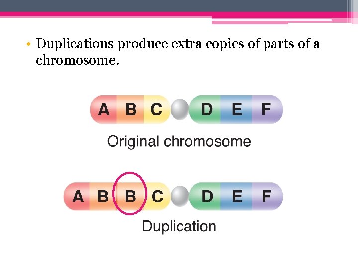  • Duplications produce extra copies of parts of a chromosome. 