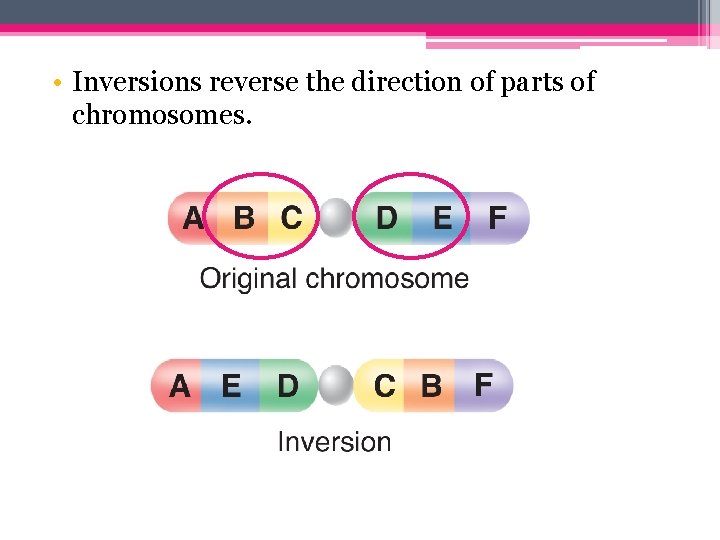  • Inversions reverse the direction of parts of chromosomes. 