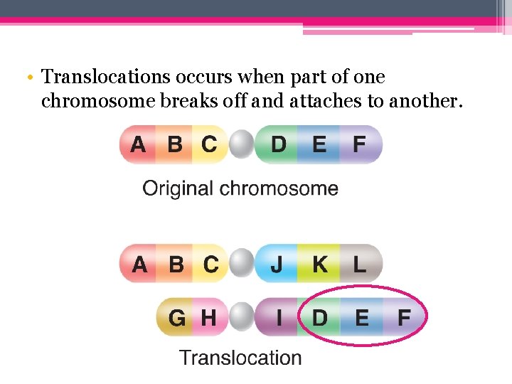  • Translocations occurs when part of one chromosome breaks off and attaches to