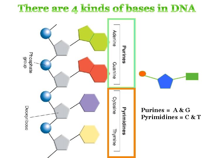 Purines = A & G Pyrimidines = C & T 