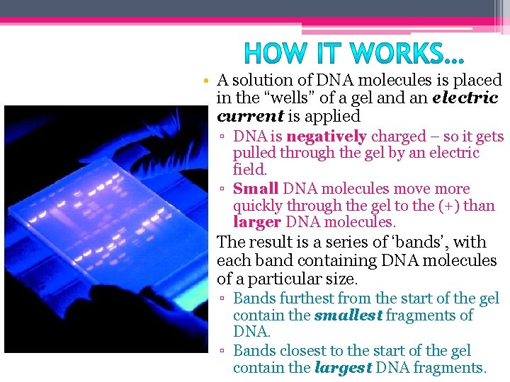  • A solution of DNA molecules is placed in the “wells” of a