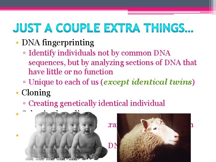  • DNA fingerprinting ▫ Identify individuals not by common DNA sequences, but by