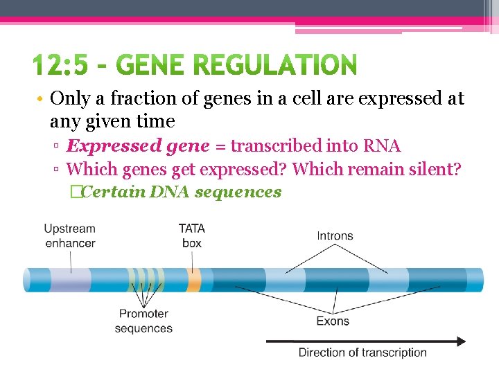  • Only a fraction of genes in a cell are expressed at any