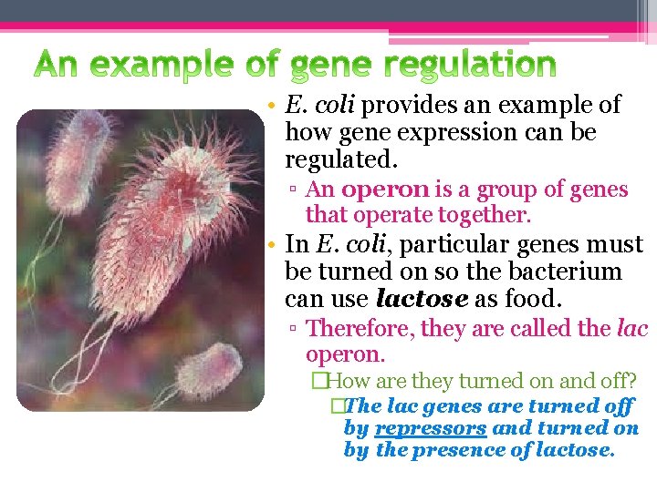  • E. coli provides an example of how gene expression can be regulated.