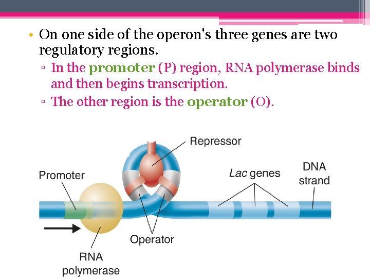  • On one side of the operon's three genes are two regulatory regions.