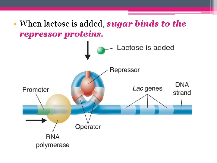  • When lactose is added, sugar binds to the repressor proteins. 