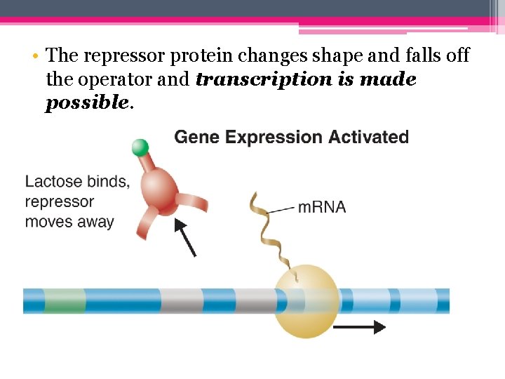  • The repressor protein changes shape and falls off the operator and transcription