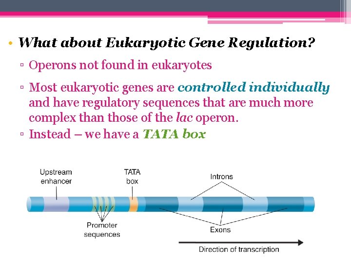  • What about Eukaryotic Gene Regulation? ▫ Operons not found in eukaryotes ▫