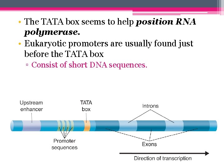  • The TATA box seems to help position RNA polymerase. • Eukaryotic promoters