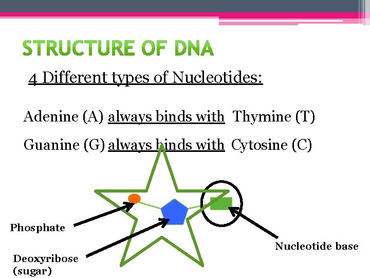 4 Different types of Nucleotides: always binds with Adenine (A) Thymine (T) always binds