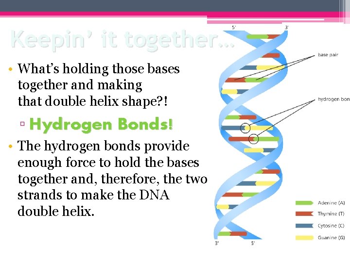 Keepin’ it together… • What’s holding those bases together and making that double helix