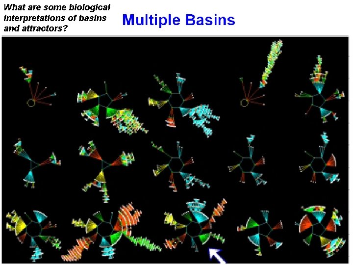 What are some biological interpretations of basins and attractors? 