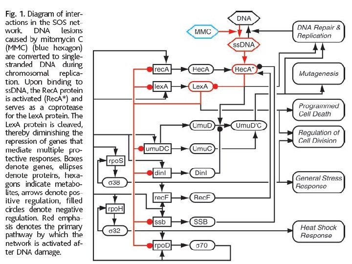 Diagram of SOS pathway interactions 