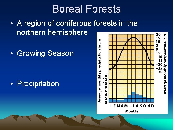 Boreal Forests • A region of coniferous forests in the northern hemisphere • Growing