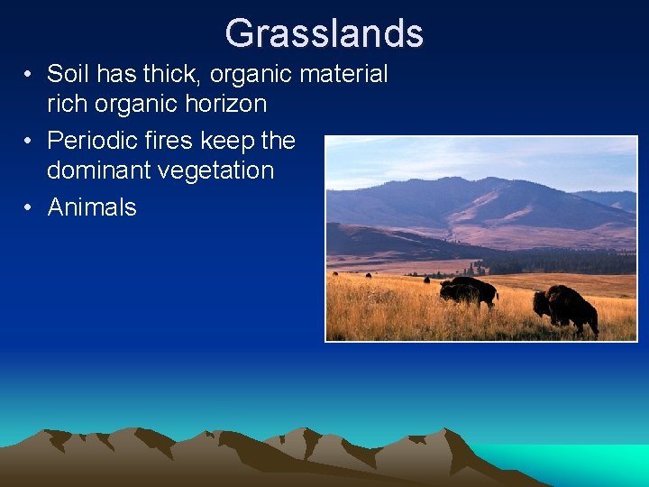 Grasslands • Soil has thick, organic material rich organic horizon • Periodic fires keep