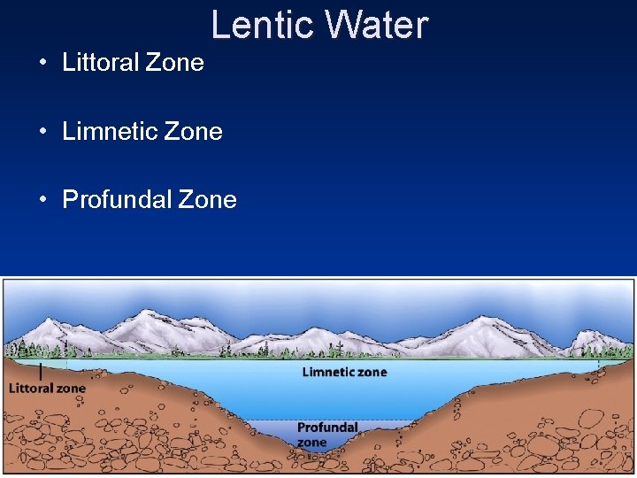  • Littoral Zone Lentic Water • Limnetic Zone • Profundal Zone 