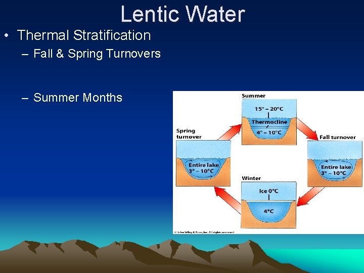 Lentic Water • Thermal Stratification – Fall & Spring Turnovers – Summer Months 