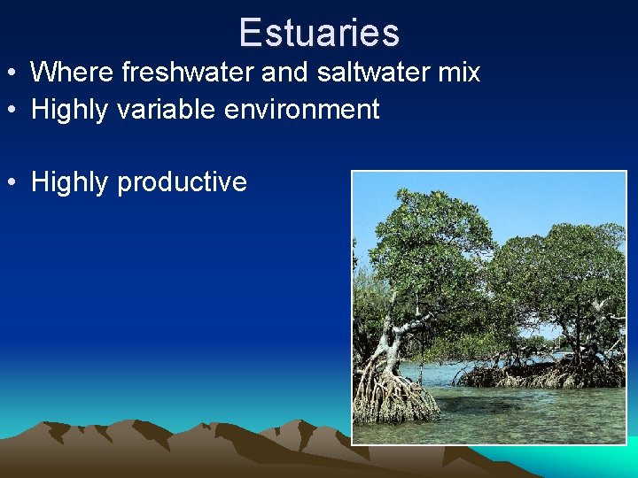 Estuaries • Where freshwater and saltwater mix • Highly variable environment • Highly productive