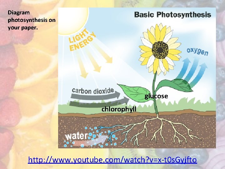 Pigment Chromatography Lab Diagram photosynthesis on your paper