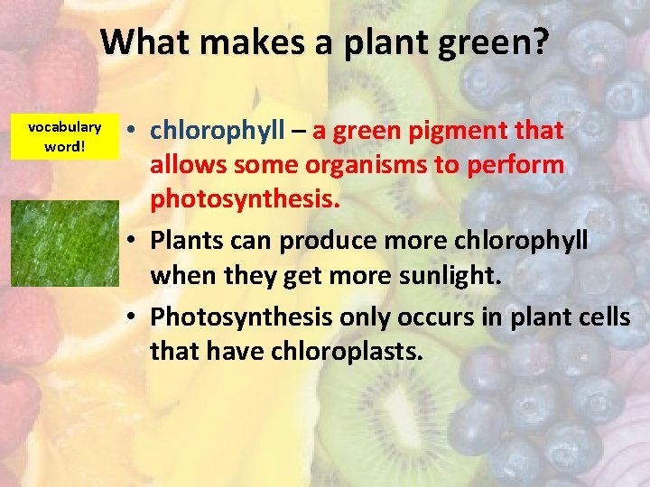 What makes a plant green? vocabulary word! • chlorophyll – a green pigment that