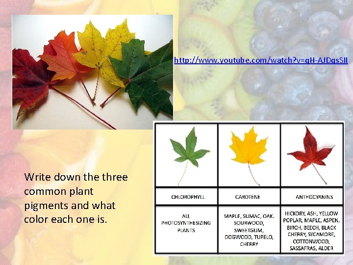 http: //www. youtube. com/watch? v=q. H-AJDqs. SII Write down the three common plant pigments