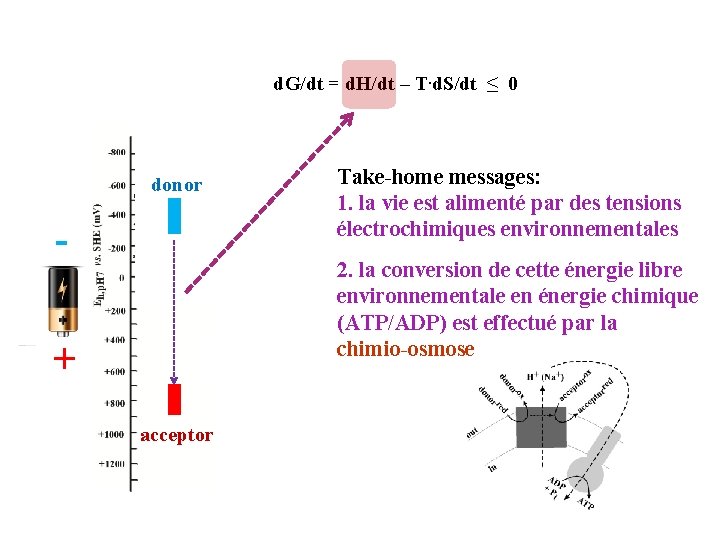  d. G/dt = d. H/dt – T. d. S/dt ≤ 0 donor -