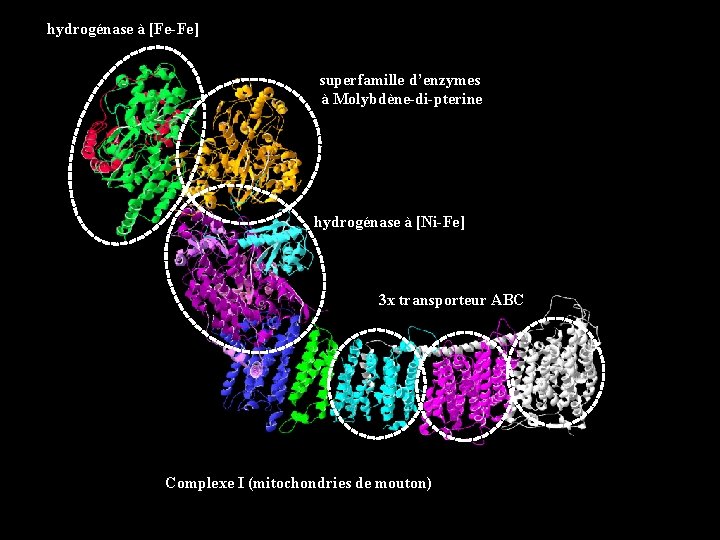 hydrogénase à [Fe-Fe] superfamille d’enzymes à Molybdène-di-pterine hydrogénase à [Ni-Fe] 3 x transporteur ABC