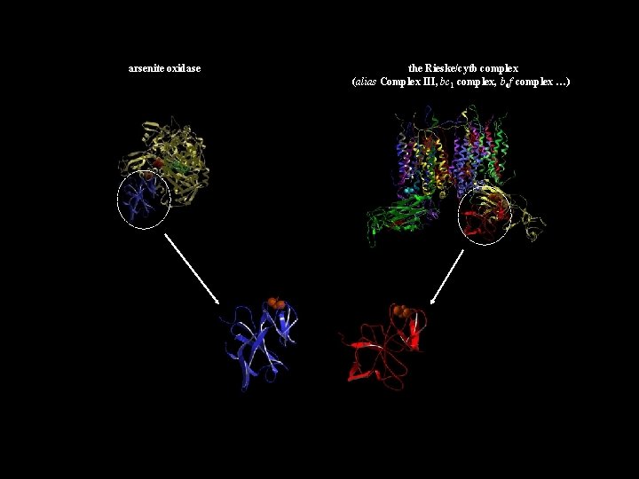 arsenite oxidase the Rieske/cytb complex (alias Complex III, bc 1 complex, b 6 f