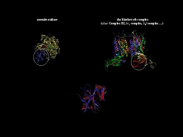 arsenite oxidase the Rieske/cytb complex (alias Complex III, bc 1 complex, b 6 f