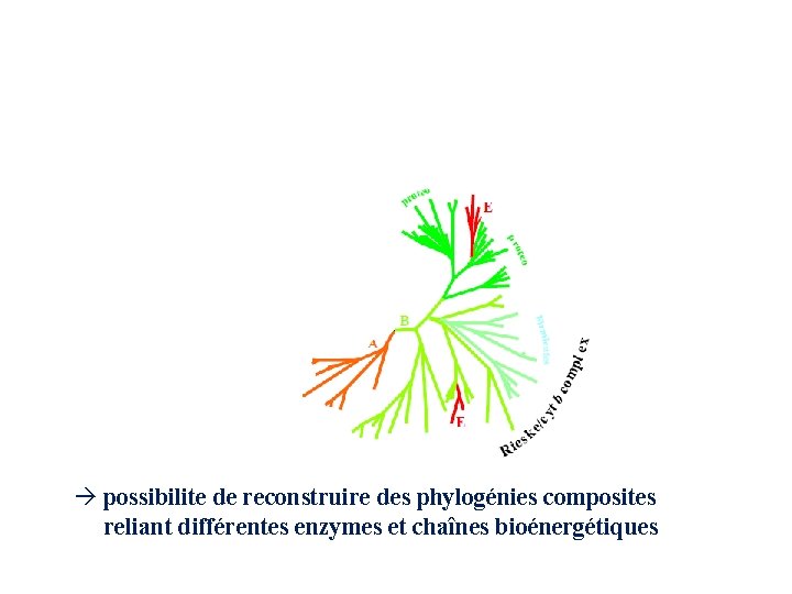 Bioenergetic enzymes are strongly inter-related edifices another case: the Rieske/cytb complex à possibilite de