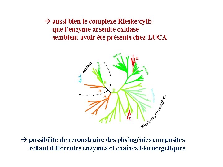 à aussi bien le complexe Rieske/cytb Bioenergetic enzymes are strongly inter-related edifices que l’enzyme