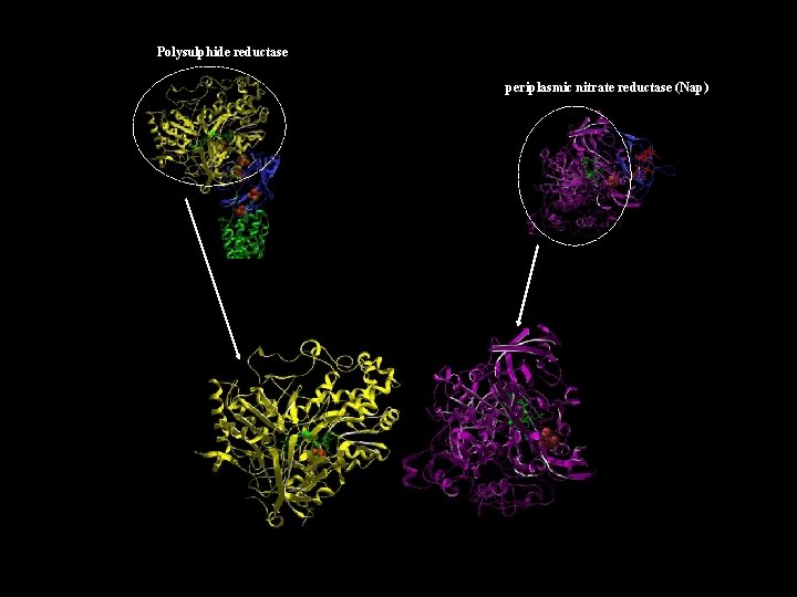 Polysulphide reductase periplasmic nitrate reductase (Nap) 