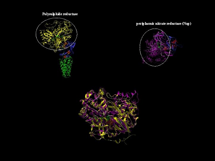 Polysulphide reductase periplasmic nitrate reductase (Nap) 