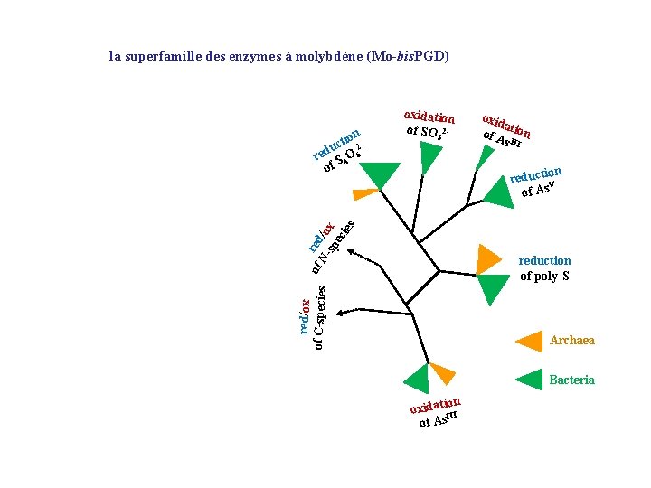 la superfamille des enzymes à molybdène (Mo-bis. PGD) oxid a of A tion s