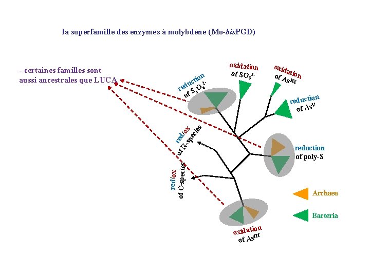 la superfamille des enzymes à molybdène (Mo-bis. PGD) on i t uc 2 red