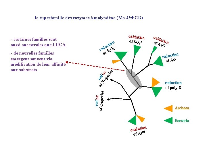 la superfamille des enzymes à molybdène (Mo-bis. PGD) - de nouvelles familles émergent souvent