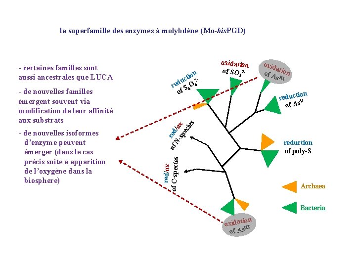 la superfamille des enzymes à molybdène (Mo-bis. PGD) - de nouvelles familles émergent souvent