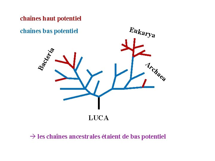 chaînes haut potentiel Euka chaînes bas potentiel eri a rya Ba ct Ar ch