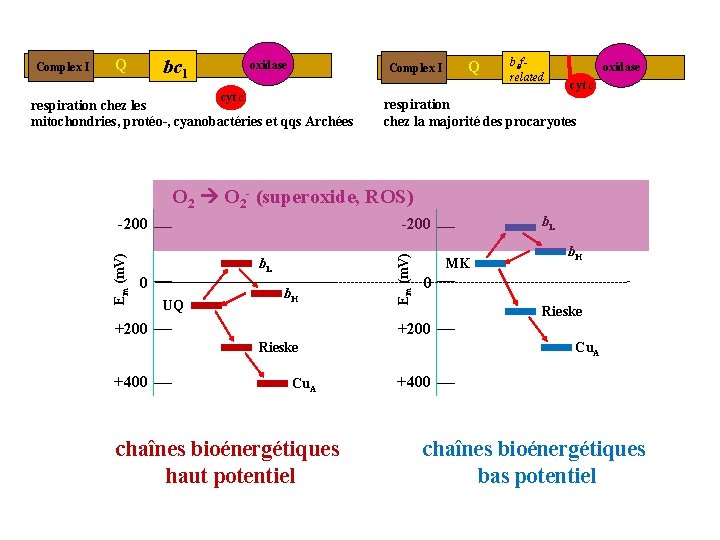 bc 1 Q oxidase Complex I cyt c respiration chez les mitochondries, protéo-, cyanobactéries