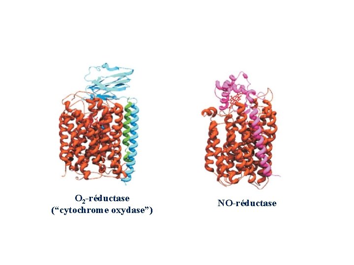 O 2 -réductase (“cytochrome oxydase”) NO-réductase 