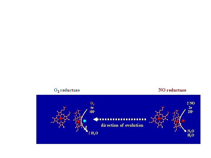 O 2 reductase NO reductase O 2 4 e 4 H+ 2 NO 2