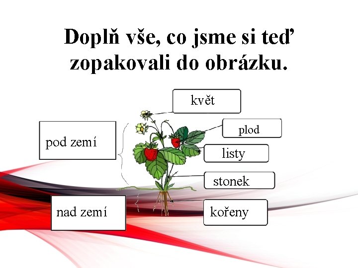 Doplň vše, co jsme si teď zopakovali do obrázku. květ pod zemí plod listy